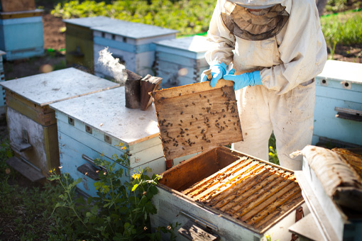 Bee Relocation