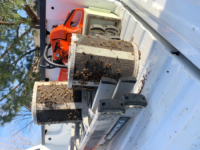 Large Bees Nest in Wall