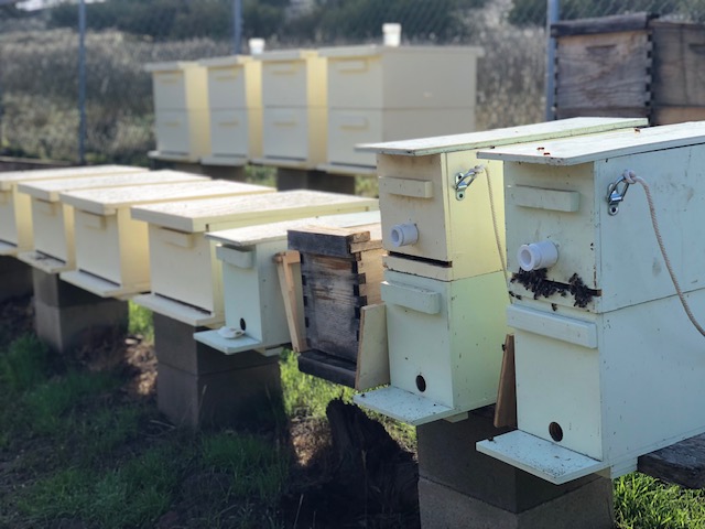 Large Bees Nest in Wall