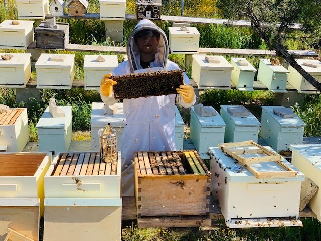 Large Bee Swarm