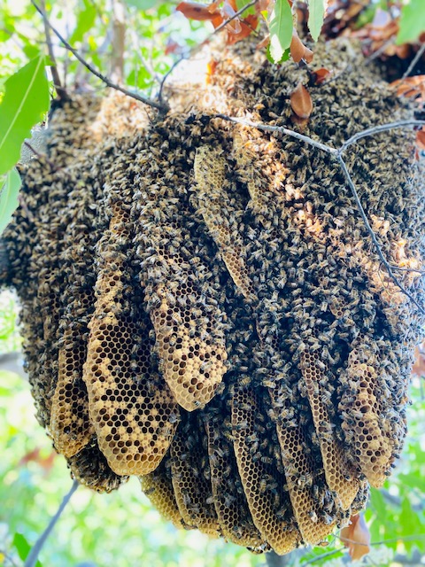 Bees Behind Water Heater